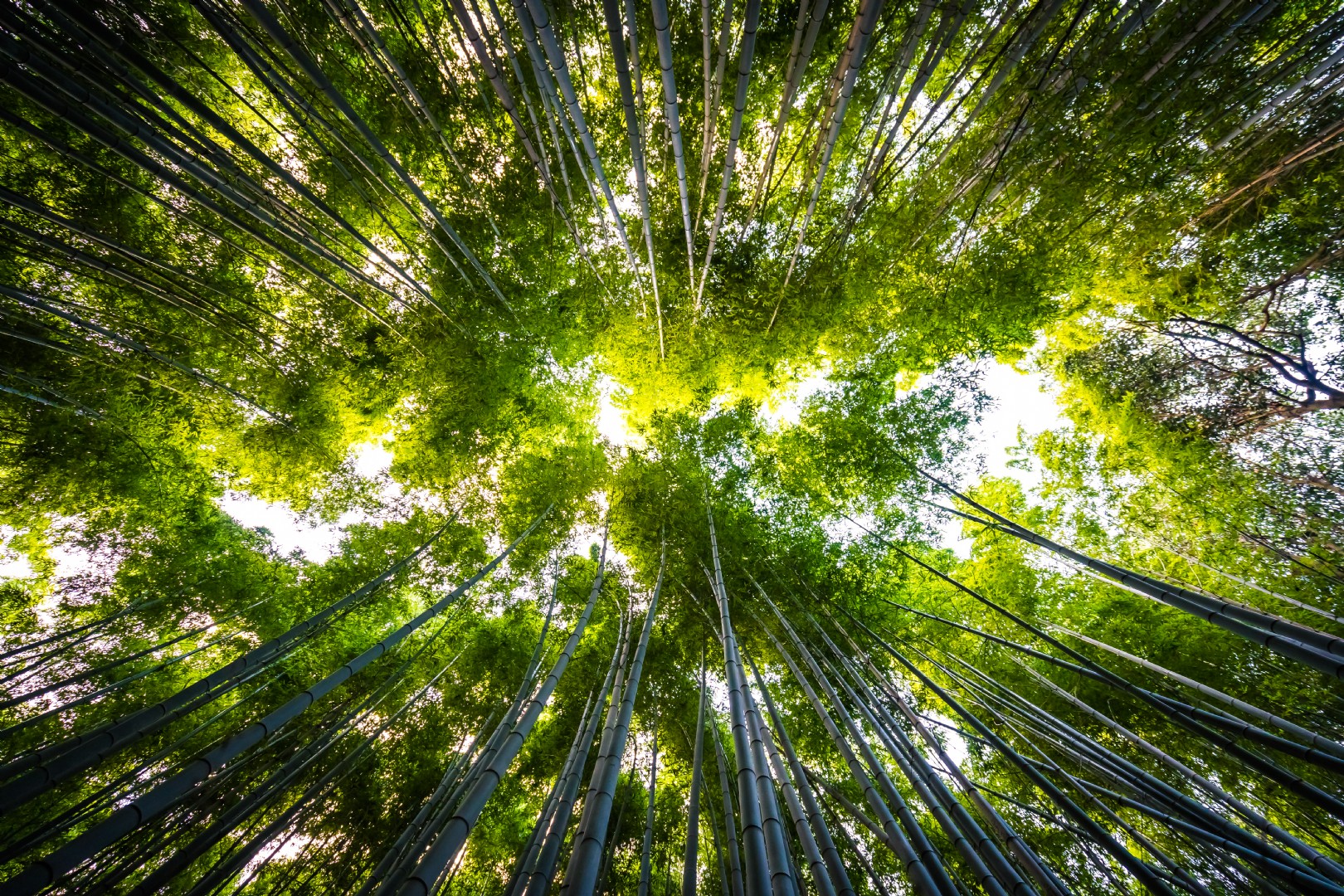 PEFC (Programme for the Endorsement of Forest Certification) Danışmanlığı
