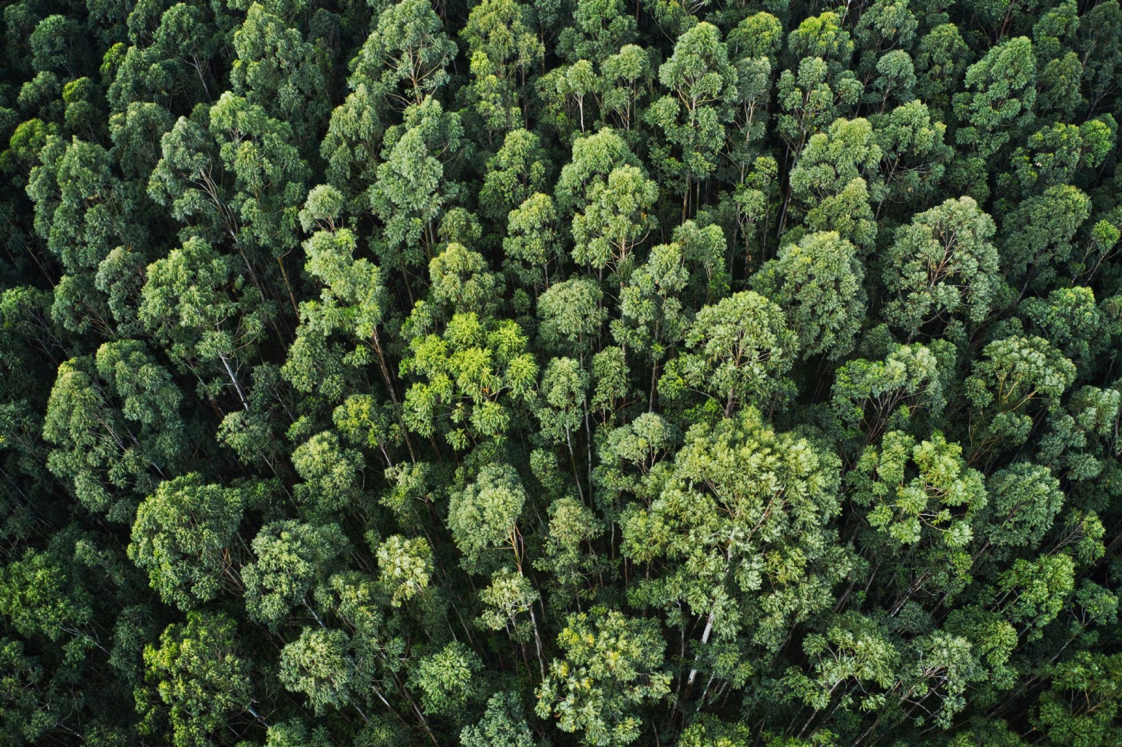 FSC (Forest Stewardship Council) Danmanl